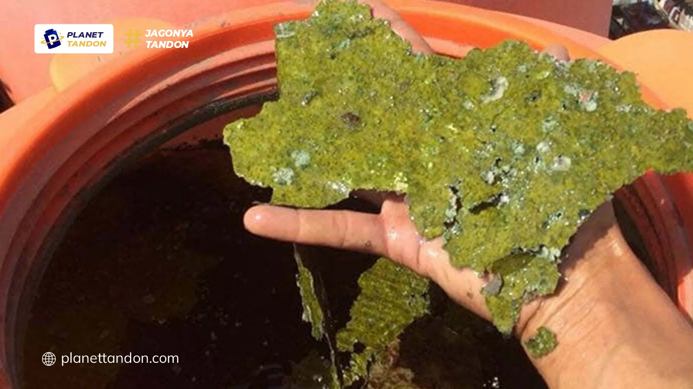 Berbagai Langkah Membersihkan Tandon Air dengan Sitrun