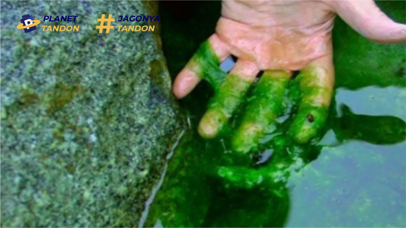 Dampak Lumut pada Tandon Air