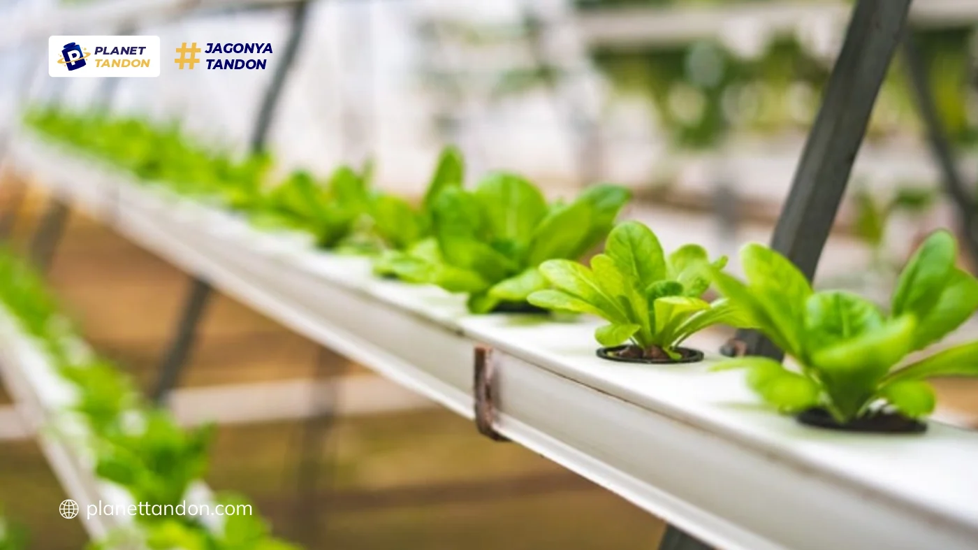 Pengertian Hidroponik